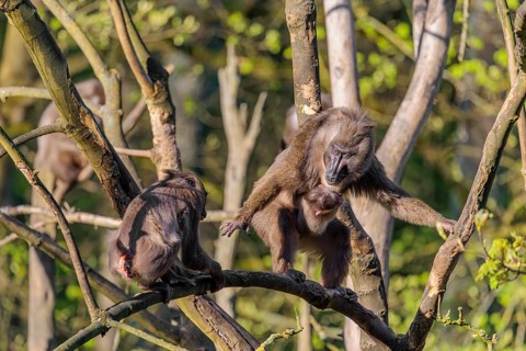 An adult female mandrill (Mandrillus leucophaeus) is standing with her baby high up in a tree on a
