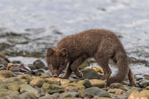 Dark arctic fox (Vulpes lagopus) walks over stones by the sea, curious, East Fjords, Iceland,