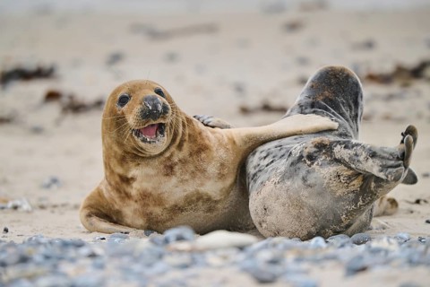 Grey seal (Halichoerus grypus) playing with each other on the beach, Düne, Helgoland,