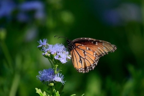 Monarch butterfly (Danaus plexippus), adult, on flower, foraging, Sonora Desert, Arizona, North