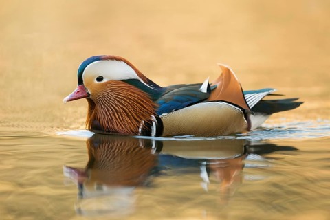Mandarin Duck (Aix galericulata) male, North Rhine-Westphalia, Germany, Europe