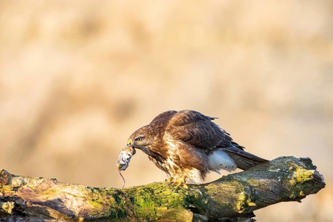 Common buzzard (Buteo buteo) Germany