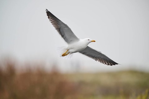 Yellow-legged gull (Larus michahellis) flying, Düne, Helgoland, Schleswig-Holstein, Germany, Europe