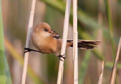 Bearded Reedling (Panurus biarmicus) juvenile, Mecklenburg-Western, Pomerania, Germany, Europe