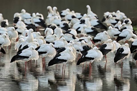 White storks (Ciconia ciconia), large flock roosting in shallow water, Flachsee, Canton Aargau,