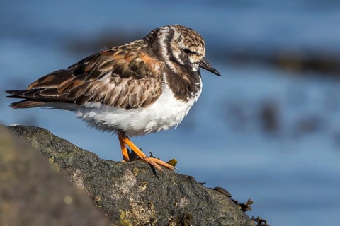 Ruddy Turnstone (Arenaria interpres), Texel, Netherlands
