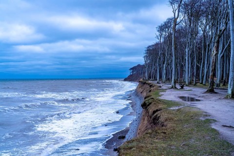 Beach, cliffs and ghostly forest in the Baltic seaside resort of Nienhagen, Mecklenburg-Vorpommern,