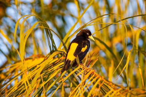 Yellow-rumped cacique (Cacicus cela) Pantanal Brazil