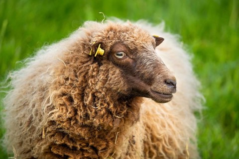 Brown sheep, portrait, Ouessant sheep (Breton dwarf sheep), grazing. Germany
