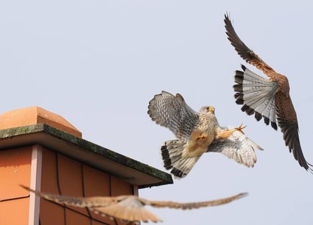 Two male kestrels (Falco tinnunculus) in a territorial dispute over a building, a third Common