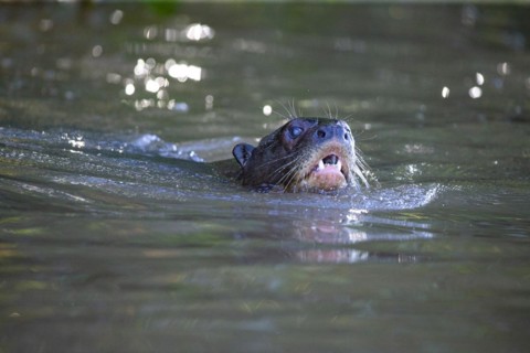 Giant otter (Pteronura brasiliensis) Pantanal Brazil