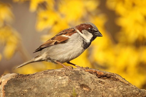 House Sparrow (Passer domesticus) male, Allgäu, Bavaria, Germany, Allgäu, Bavaria, Germany, Europe