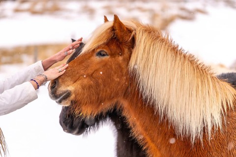 A woman's affection for a brown horse in the cold winter with snow in Iceland, Icelandic horse