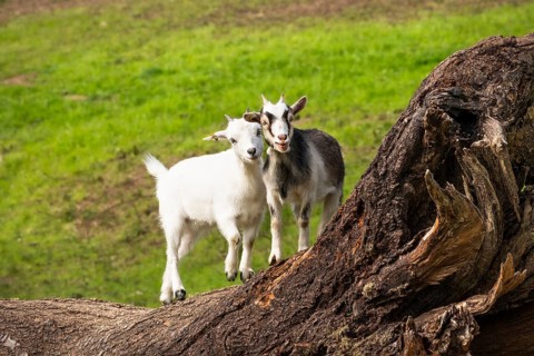 Two domestic goats, white and piebald, climbing on a tree trunk. Grazing. Germany