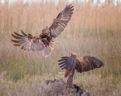 Marsh harrier (Circus aeruginosus) medium-sized bird of prey, female, hunting in reeds, on the