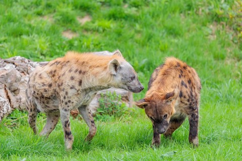 Two adult spotted hyenas (Crocuta crocuta), one male and one female, display courtship behaviour