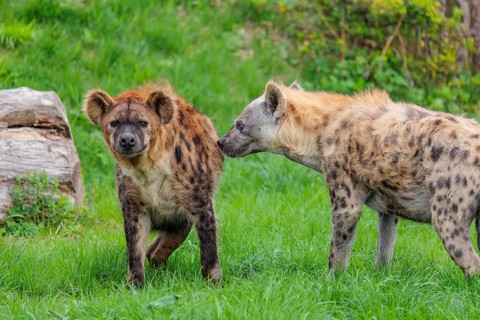 Two adult spotted hyenas (Crocuta crocuta), one male and one female, display courtship behavior