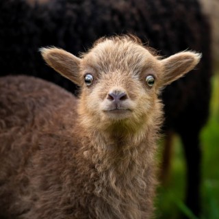 Brown lamb, portrait, funny facial expression, insecure, suspicious, Ouessant sheep (Breton dwarf