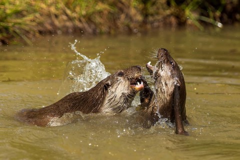 Two otters engage playfully in the water, splashing water visible, European otter (Lutra lutra),