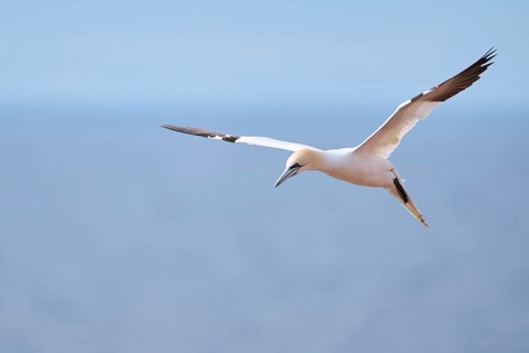 Northern gannet (Morus bassanus) flying over the sea, wildlife, Helgoland, Germany, Europe