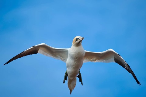 Northern gannet (Morus bassanus) flying in the sky, wildlife, Helgoland, Germany, Europe