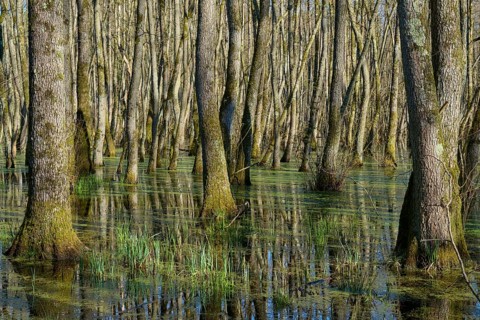 Riparian forest dense accumulation of trees in swampy forest water, alders, spring, nature reserve