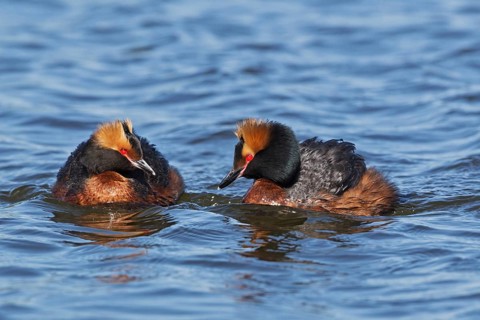 Horned Grebe (Podiceps auritus), Oulu, Finland, Europe