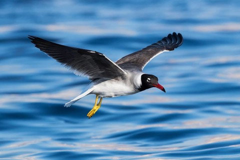 White-eyed Gull (Ichthyaetus leucophthalmus) flying, Eilat, Israel, Asia
