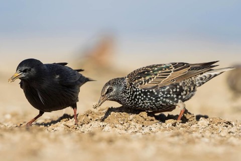 Common Starling - Star - Sturnus vulgaris ssp. vulgaris, Spain, with Spotless Starling, Europe