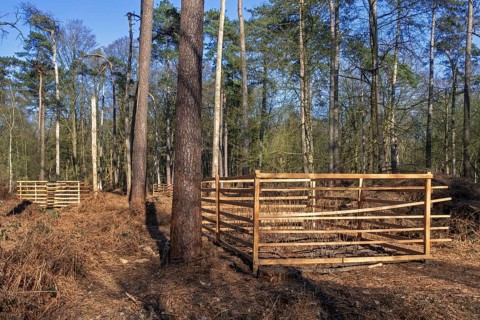 Wooden lattice called reeblock, roe deer block, fence for game browsing protection of young trees
