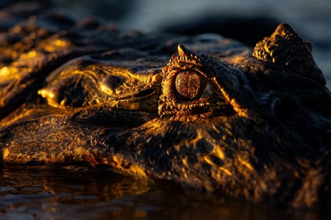 Spectacled caiman (Caiman crocodilius) Pantanal Brazil