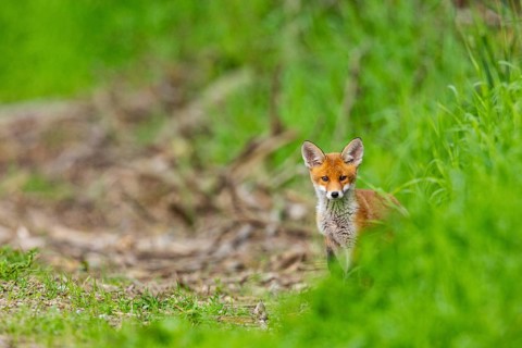 Fox (Vulpes vulpes) puppy Germany
