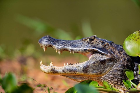Spectacled caiman (Caiman crocodilius) Panatanal Brazil