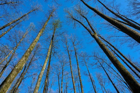 View to the sky through slender alder tree trunks, which stand out against a bright blue, spring,