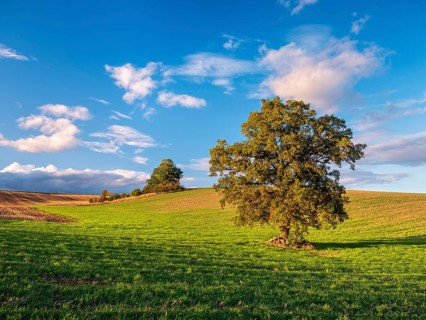 Green field with solitary oak tree under blue sky with clouds in autumn, Burgenlandkreis,