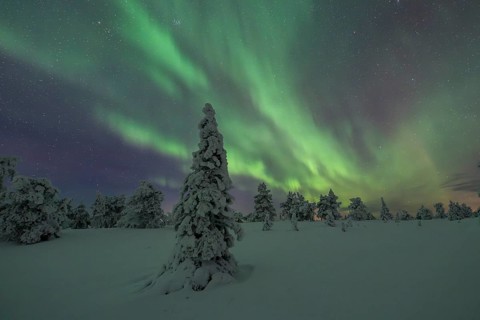 Northern lights over winter landscape, snow-covered trees, Riisitunturi National Park, Posio,