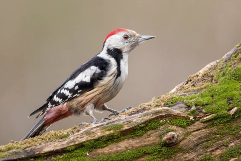 Middle Spotted Woodpecker (Dendrocoptes medius) climbing up old mossy tree trunk, Poland, Europe