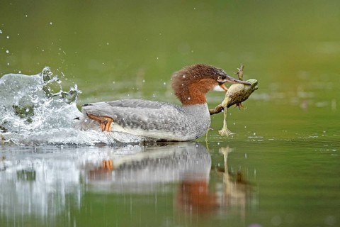 Common merganser. Mergus merganser. A female caught a bull frog and swims fast to escape from a