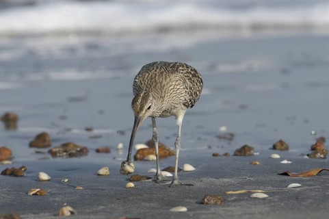 Whimbrel (Numenius phaeopus) foraging, Gambia, Africa