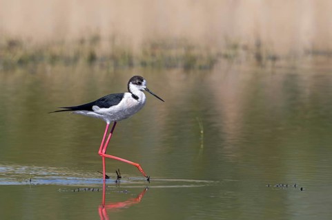 Black-winged stilt (Himantopus himantopus) adult male foraging in shallow water of pond at wetland
