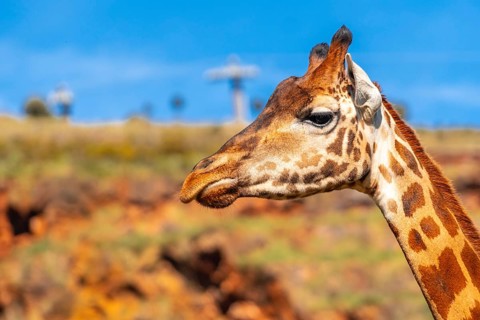 A giraffe is standing in front of a rocky hill. The giraffe is looking at the camera