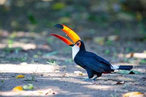 Giant toucan (Ramphastos toco) Pantanal Brazil