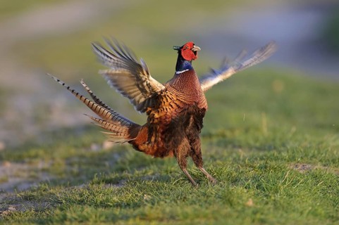 Common Pheasant (Phasianus colchicus) male mating, Lower Saxony, Germany, Europe