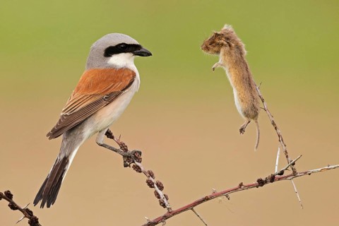 Red-backed Shrike (Lanius collurio) male, Baden-Wuerttemberg, Germany, Europe
