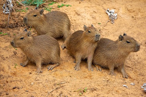 Capybara (Hydrochaeris hydrochaeris) Pantanal Brazil