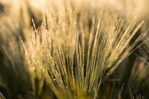 Awns of barley (Hordeum vulgare) with water droplets in the backlight, ear of grain in the morning