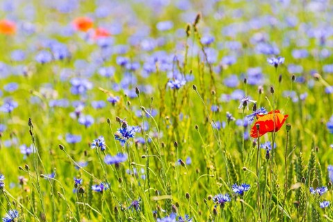 Cornflowers (Centaurea cyanus) in bloom, Saxon Switzerland, Saxony, Germany, Europe