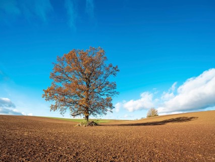 Solitary oak tree on ploughed field under blue sky with clouds in autumn, Burgenlandkreis,
