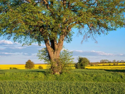 Field landscape with lime tree and flowering rape field in spring, near Freyburg, Saxony-Anhalt,