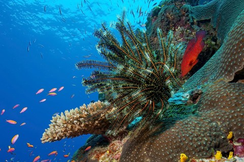Underwater photo of Noble feather star (Comaster nobilis) hair star sits on stony coral